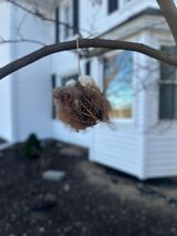 Photo of Bird Nesting Ball