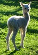 Cria Eagle (right) - 2 days old