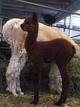 Jambo's Spartan son as cria