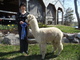 MI Alpaca Breeders Show 2011