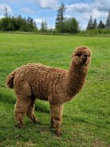 alpaca for sale