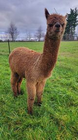 alpaca for sale