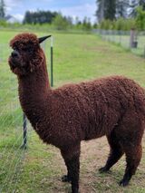 alpaca for sale