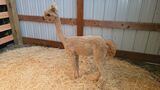 alpaca for sale