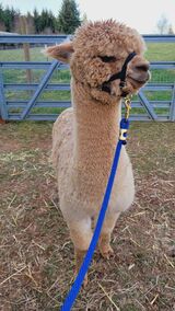 alpaca for sale