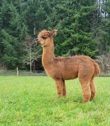 alpaca for sale