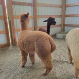 alpaca for sale