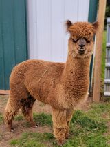 alpaca for sale