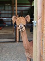 alpaca for sale