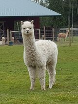 alpaca for sale