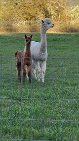 alpaca for sale