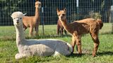 alpaca for sale