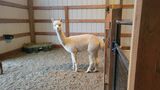 alpaca for sale