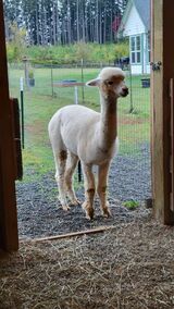 alpaca for sale