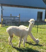 alpaca for sale