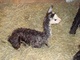 first cria