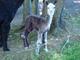 first cria 6 days old