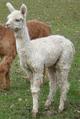 First Cria Above All Peruvian Krypton