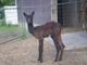 second cria