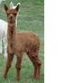 3rd cria