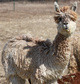 Cria - Kalika