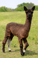 2014 Female Cria at Side