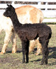 Cria - Moon