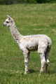 2014 Beige Female Cria at Side