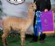 Cria - Shimmer