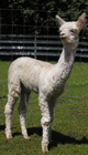 2010 cria - Taylor Made