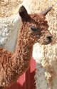 2011 cria - Chelsea Dagger