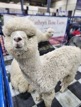 alpaca for sale