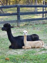 alpaca for sale