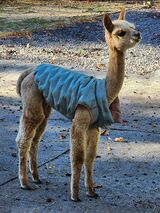 alpaca for sale