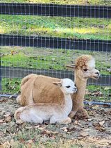 alpaca for sale