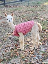 alpaca for sale