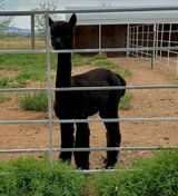 alpaca for sale