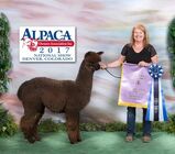 alpaca for sale