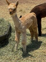 alpaca for sale