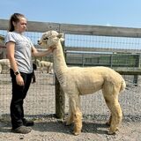 alpaca for sale