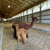 alpaca for sale