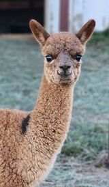 Hershey as Cria Headshot