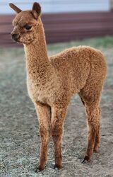 Hershey Small Cria