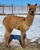 alpaca for sale