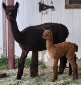 alpaca for sale