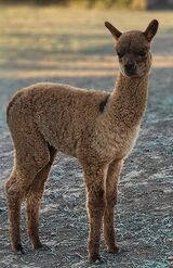 alpaca for sale