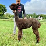 alpaca for sale