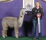 alpaca for sale