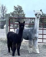 alpaca for sale