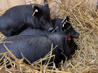 White tags are our sows when they were young and red is our boar